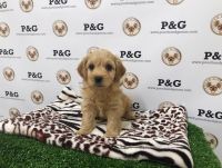 Cockapoo - Benji - Male