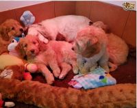 Cockapoo Puppies For Sale *reedy Now*