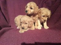 5 Gorgeous Cockapoo puppies