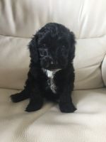 F1 Cocker Poo Puppies