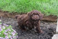 Cockapoo puppies for pet lovers