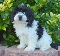 Beautiful Certified Cockapoo Puppies