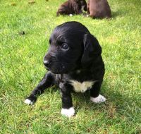 Stunning Kc Reg Working Cocker Spaniel Puppies