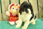 Adorable Cockapoo puppies available to meed a new family