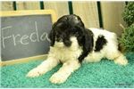 Adorable Cockapoo puppies available to meed a new family
