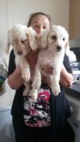 F1 Cockapoo Available Now ***