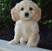 Adorable Cockapoo puppies For Sale
