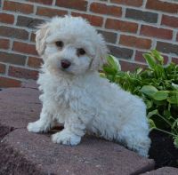 Adorable Cockapoo puppies For Sale