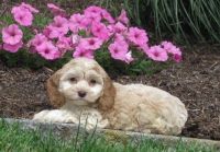Home Raised Cockapoo Puppies