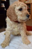 adorable cockapoo puppies for sale