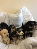 adorable cockapoo puppies for sale