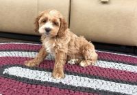 Lovely Cockapoo puppies puppies