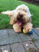 Cockapoo puppies ready for Valentine’s day