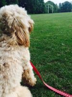 Cockapoo puppies ready for Valentine’s day