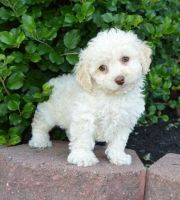 Cute Fluffy Medium Size Cockapoo puppies