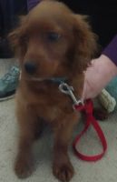 Murphylooking for a Home