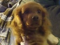 Murphylooking for a Home