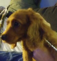 Murphylooking for a Home