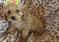 For Sale! Cute Cockapoo puppies