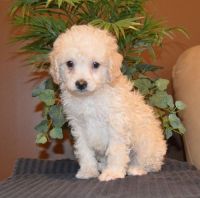 Adorable Cockapoo Puppies For Sale