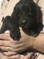 BEAUTIFUL CHOCOLATE COCKAPOO ***7 2*** 1***