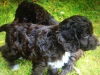 BEAUTIFUL CHOCOLATE COCKAPOO ***7 2*** 1***