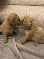 Cockapoo puppies for sale