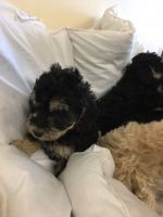 Cockapoo Puppies for Sale!!!