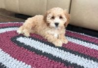 Beautiful Cockapoo Puppies For Sale