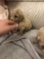 Cockapoo Puppies