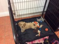 Cockapoo Up From Health Tested Parents