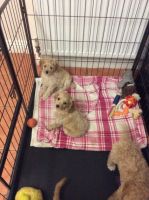 Cockapoo Up From Health Tested Parents