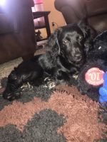 Cockapoo 3 months we’ll trained the last of his siblings