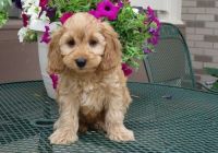 Boys and girls Cockapoo puppies. Text (***) ***-***2