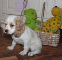 Angie's Country Cockapoos