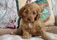 Home Raised Cockapoo Puppies For Sale. Text (***) ***-***9