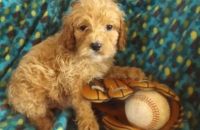Home Raised Cockapoo Puppies For Sale. Text (***) ***-***9