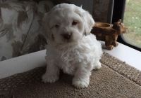 APRI Cockapoo puppies. (***) ***-***9