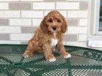 APRI Cockapoo puppies. (***) ***-***9