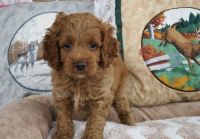 APRI Cockapoo puppies. (***) ***-***9