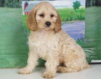 Beautiful Cockapoo Puppies. Text (***) ***-***9