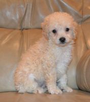 Beautiful Cockapoo Puppies. Text (***) ***-***9