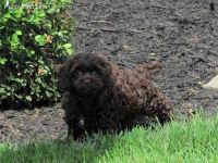 Beautiful Cockapoo Puppies*