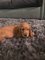 Stunning Red/golden Cocker Spaniels