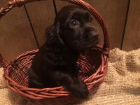 Cocker spaniel pups 8 weeks old