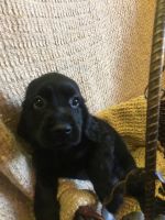 Cocker spaniel pups 8 weeks old