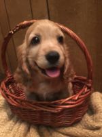 Cocker spaniel pups 8 weeks old
