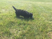 Cockapoo’s for sale