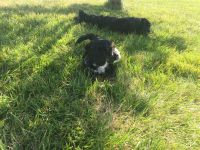 Cockapoo’s for sale