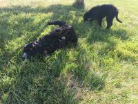 Cockapoo’s for sale